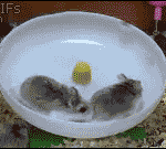 I can't help it, but this is what came to mind when someone suggested to adopt Pair Programming for all the work teams